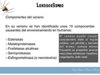 Loxoscelismo
Componentes del veneno
En su veneno se han identificado unos 10 componentes
causantes del envenenamiento en humanos:
Esterasas
Metaloproteinasas
Fosfatasas alcalinas
Serinproteasas
Esfingomielinasa (o necrotoxina)
6
E l v e n e n o p u e d e c a u s a r
considerable daño al tejido
cutáneo, con pérdida y necrosis
del mismo; aunque menos
frecuente se presentan severas
reacciones sistémicas: hemólisis,
coagulopatía, daño renal.
Toxicología Clínica México
 
