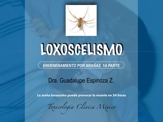 LOXOSCELISMO
ENVENENAMIENTO POR ARAÑAS 1A PARTE
Dra. Guadalupe Espinoza Zuñiga.
La araña loxosceles puede provocar la muerte en 24 horas
 