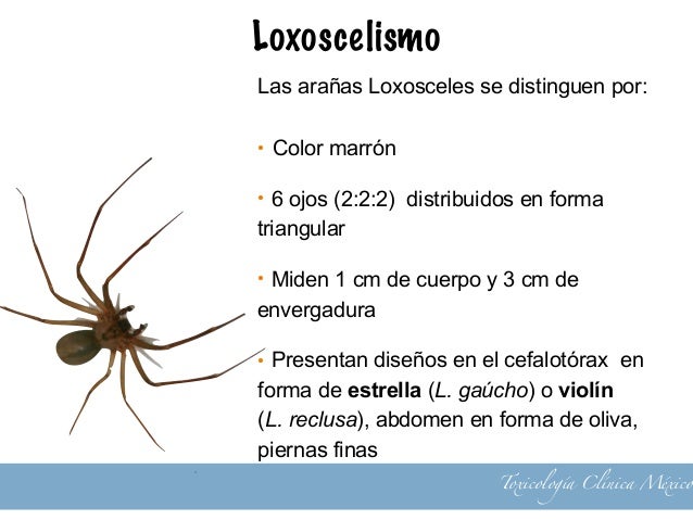Loxoscelismo