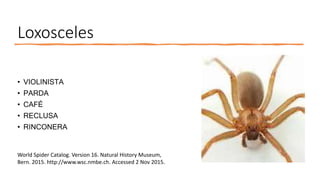 Loxosceles
• VIOLINISTA
• PARDA
• CAFÉ
• RECLUSA
• RINCONERA
World Spider Catalog. Version 16. Natural History Museum,
Bern. 2015. http://www.wsc.nmbe.ch. Accessed 2 Nov 2015.
 