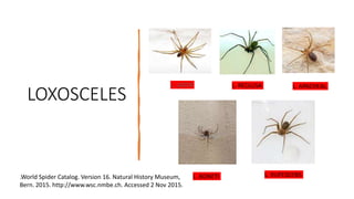 LOXOSCELES
L. LAETA L. RECLUSA L. APACHEAL
L. BONETI L. RUFESCENS
.World Spider Catalog. Version 16. Natural History Museum,
Bern. 2015. http://www.wsc.nmbe.ch. Accessed 2 Nov 2015.
 