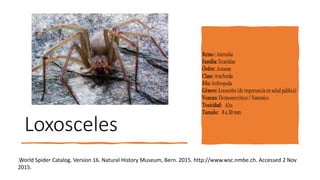 Loxosceles
.World Spider Catalog. Version 16. Natural History Museum, Bern. 2015. http://www.wsc.nmbe.ch. Accessed 2 Nov
2015.
 