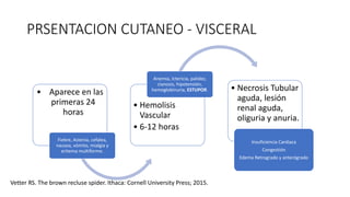 PRSENTACION CUTANEO - VISCERAL
• Aparece en las
primeras 24
horas
Fiebre, Astenia, cefalea,
nausea, vómito, mialgia y
eritema multiforme.
• Hemolisis
Vascular
• 6-12 horas
Anemia, Ictericia, palidez,
cianosis, hipotensión,
hemoglobinuria, ESTUPOR. • Necrosis Tubular
aguda, lesión
renal aguda,
oliguria y anuria.
Insuficiencia Cardiaca
Congestión
Edema Retrogrado y anterógrado
Vetter RS. The brown recluse spider. Ithaca: Cornell University Press; 2015.
 