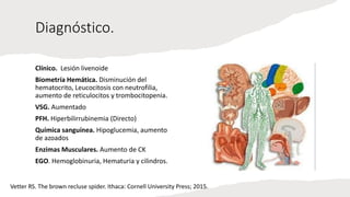 Diagnóstico.
Clínico. Lesión livenoide
Biometría Hemática. Disminución del
hematocrito, Leucocitosis con neutrofilia,
aumento de reticulocitos y trombocitopenia.
VSG. Aumentado
PFH. Hiperbilirrubinemia (Directo)
Química sanguínea. Hipoglucemia, aumento
de azoados
Enzimas Musculares. Aumento de CK
EGO. Hemoglobinuria, Hematuria y cilindros.
Vetter RS. The brown recluse spider. Ithaca: Cornell University Press; 2015.
 