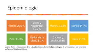 Epidemiología
Piernas 26.6 %
Brazo y
Antebrazo.
15.7 %
Manos. 15.2% Tronco 14.7%
Pies. 13.3%
Dedos de la
Mano 6.1%
Cabeza y
cuello. 5.9%
Cara. 2.7 %
Medina-Torres I., Guadarrama-Cruz L.O., et al. Comportamiento Epidemiológico de la Intoxicación por veneno de
arañas en el Estado de México.
 