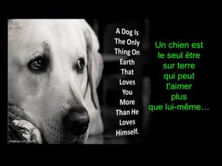 Un chien est
le seul être
sur terre
qui peut
t'aimer
plus
que lui-même…
 