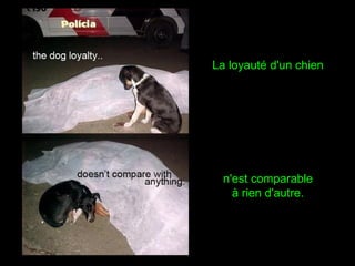 La loyauté d'un chien
n'est comparable
à rien d'autre.
 