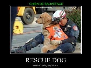 CHIEN DE SAUVETAGE
 