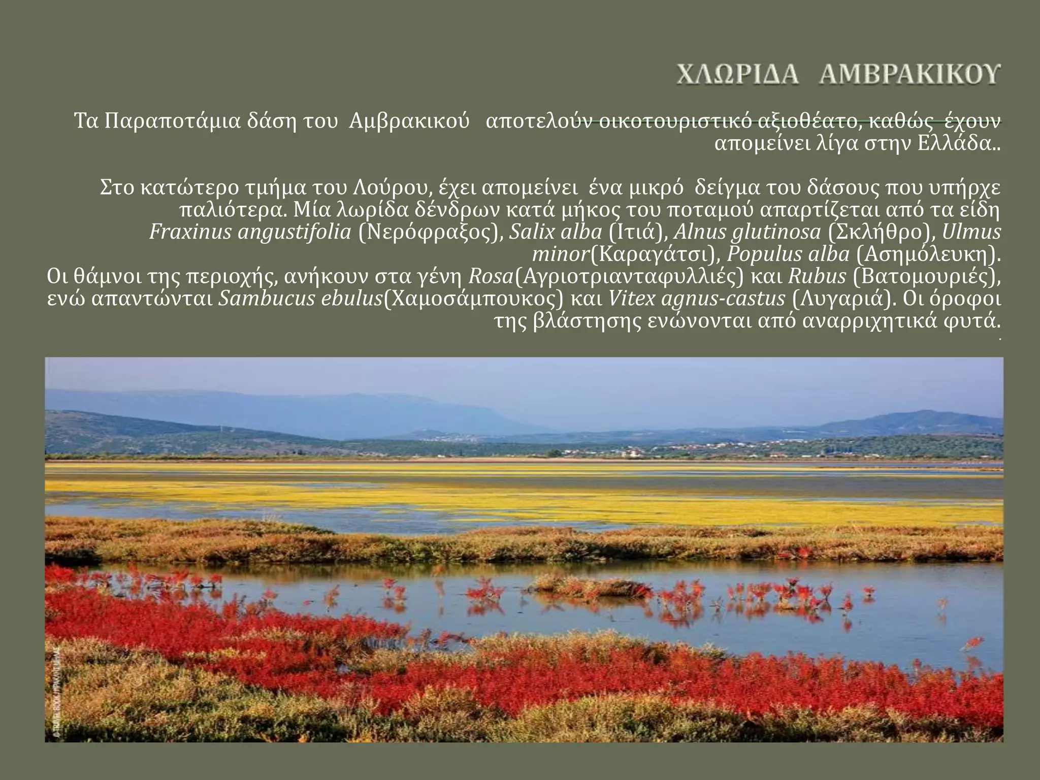 Τα Παραποτάμια δάση του Αμβρακικού αποτελούν οικοτουριστικό αξιοθέατο, καθώς έχουν
απομείνει λίγα στην Ελλάδα..
Στο κατώτερο τμήμα του Λούρου, έχει απομείνει ένα μικρό δείγμα του δάσους που υπήρχε
παλιότερα. Μία λωρίδα δένδρων κατά μήκος του ποταμού απαρτίζεται από τα είδη
Fraxinus angustifolia (Νερόφραξος), Salix alba (Ιτιά), Alnus glutinosa (Σκλήθρο), Ulmus
minor(Καραγάτσι), Populus alba (Ασημόλευκη).
Οι θάμνοι της περιοχής, ανήκουν στα γένη Rosa(Αγριοτριανταφυλλιές) και Rubus (Βατομουριές),
ενώ απαντώνται Sambucus ebulus(Χαμοσάμπουκος) και Vitex agnus-castus (Λυγαριά). Οι όροφοι
της βλάστησης ενώνονται από αναρριχητικά φυτά.
.
 