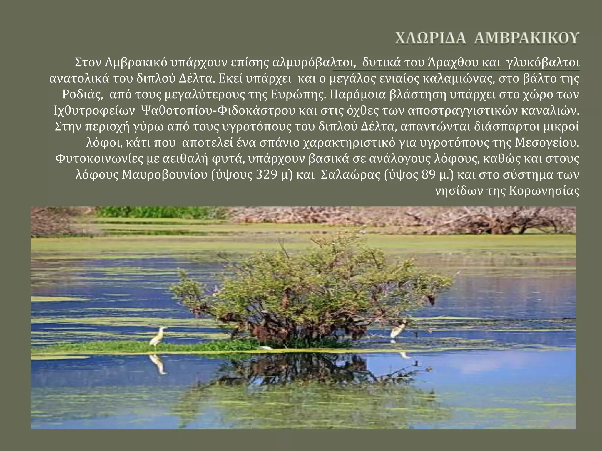 Στον Αμβρακικό υπάρχουν επίσης αλμυρόβαλτοι, δυτικά του Άραχθου και γλυκόβαλτοι
ανατολικά του διπλού Δέλτα. Εκεί υπάρχει και ο μεγάλος ενιαίος καλαμιώνας, στο βάλτο της
Ροδιάς, από τους μεγαλύτερους της Ευρώπης. Παρόμοια βλάστηση υπάρχει στο χώρο των
Ιχθυτροφείων Ψαθοτοπίου-Φιδοκάστρου και στις όχθες των αποστραγγιστικών καναλιών.
Στην περιοχή γύρω από τους υγροτόπους του διπλού Δέλτα, απαντώνται διάσπαρτοι μικροί
λόφοι, κάτι που αποτελεί ένα σπάνιο χαρακτηριστικό για υγροτόπους της Μεσογείου.
Φυτοκοινωνίες με αειθαλή φυτά, υπάρχουν βασικά σε ανάλογους λόφους, καθώς και στους
λόφους Μαυροβουνίου (ύψους 329 μ) και Σαλαώρας (ύψος 89 μ.) και στο σύστημα των
νησίδων της Κορωνησίας
 