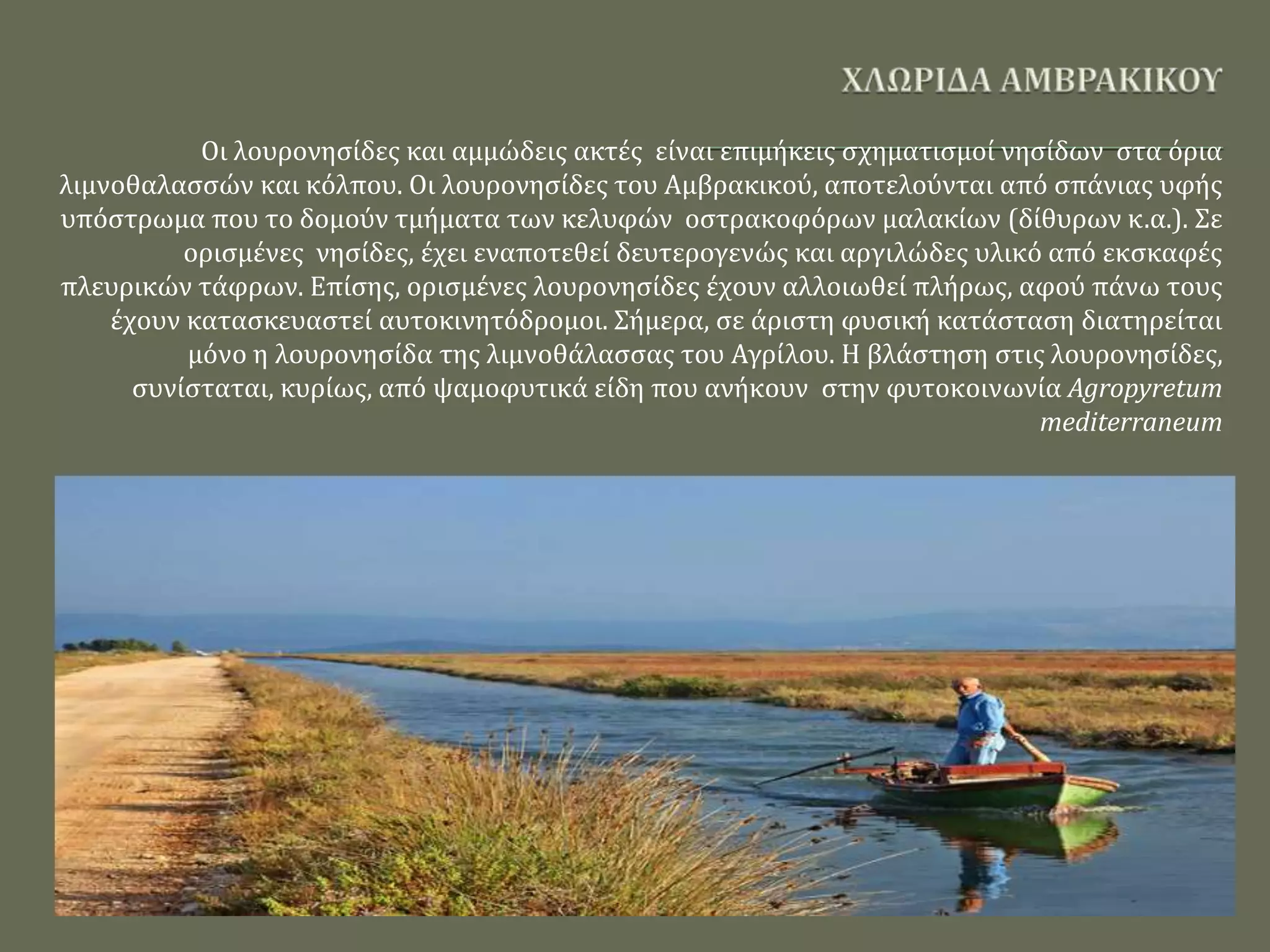 Οι λουρονησίδες και αμμώδεις ακτές είναι επιμήκεις σχηματισμοί νησίδων στα όρια
λιμνοθαλασσών και κόλπου. Οι λουρονησίδες του Αμβρακικού, αποτελούνται από σπάνιας υφής
υπόστρωμα που το δομούν τμήματα των κελυφών οστρακοφόρων μαλακίων (δίθυρων κ.α.). Σε
ορισμένες νησίδες, έχει εναποτεθεί δευτερογενώς και αργιλώδες υλικό από εκσκαφές
πλευρικών τάφρων. Επίσης, ορισμένες λουρονησίδες έχουν αλλοιωθεί πλήρως, αφού πάνω τους
έχουν κατασκευαστεί αυτοκινητόδρομοι. Σήμερα, σε άριστη φυσική κατάσταση διατηρείται
μόνο η λουρονησίδα της λιμνοθάλασσας του Αγρίλου. Η βλάστηση στις λουρονησίδες,
συνίσταται, κυρίως, από ψαμοφυτικά είδη που ανήκουν στην φυτοκοινωνία Agropyretum
mediterraneum
 