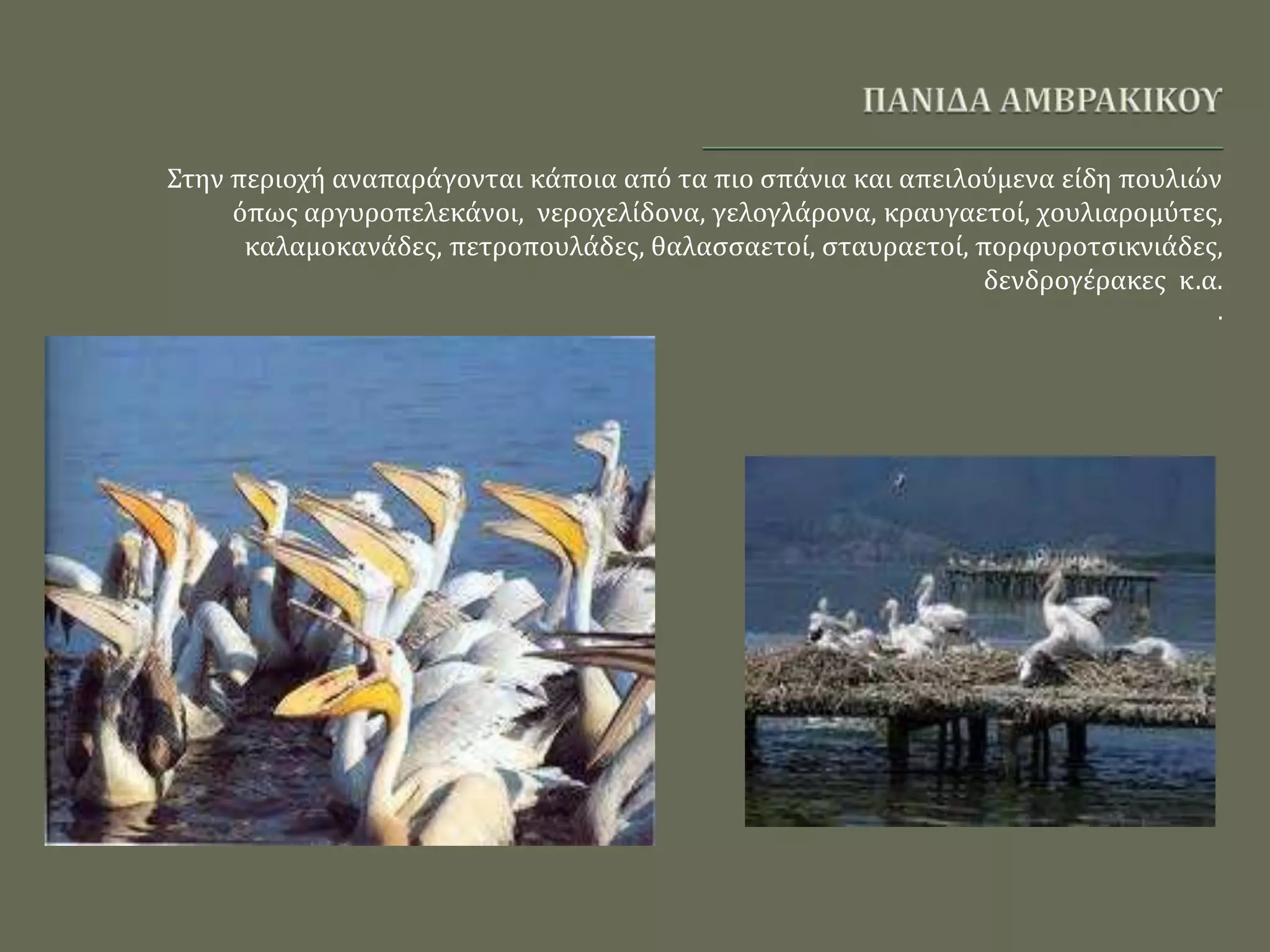 Στην περιοχή αναπαράγονται κάποια από τα πιο σπάνια και απειλούμενα είδη πουλιών
όπως αργυροπελεκάνοι, νεροχελίδονα, γελογλάρονα, κραυγαετοί, χουλιαρομύτες,
καλαμοκανάδες, πετροπουλάδες, θαλασσαετοί, σταυραετοί, πορφυροτσικνιάδες,
δενδρογέρακες κ.α.
.
 