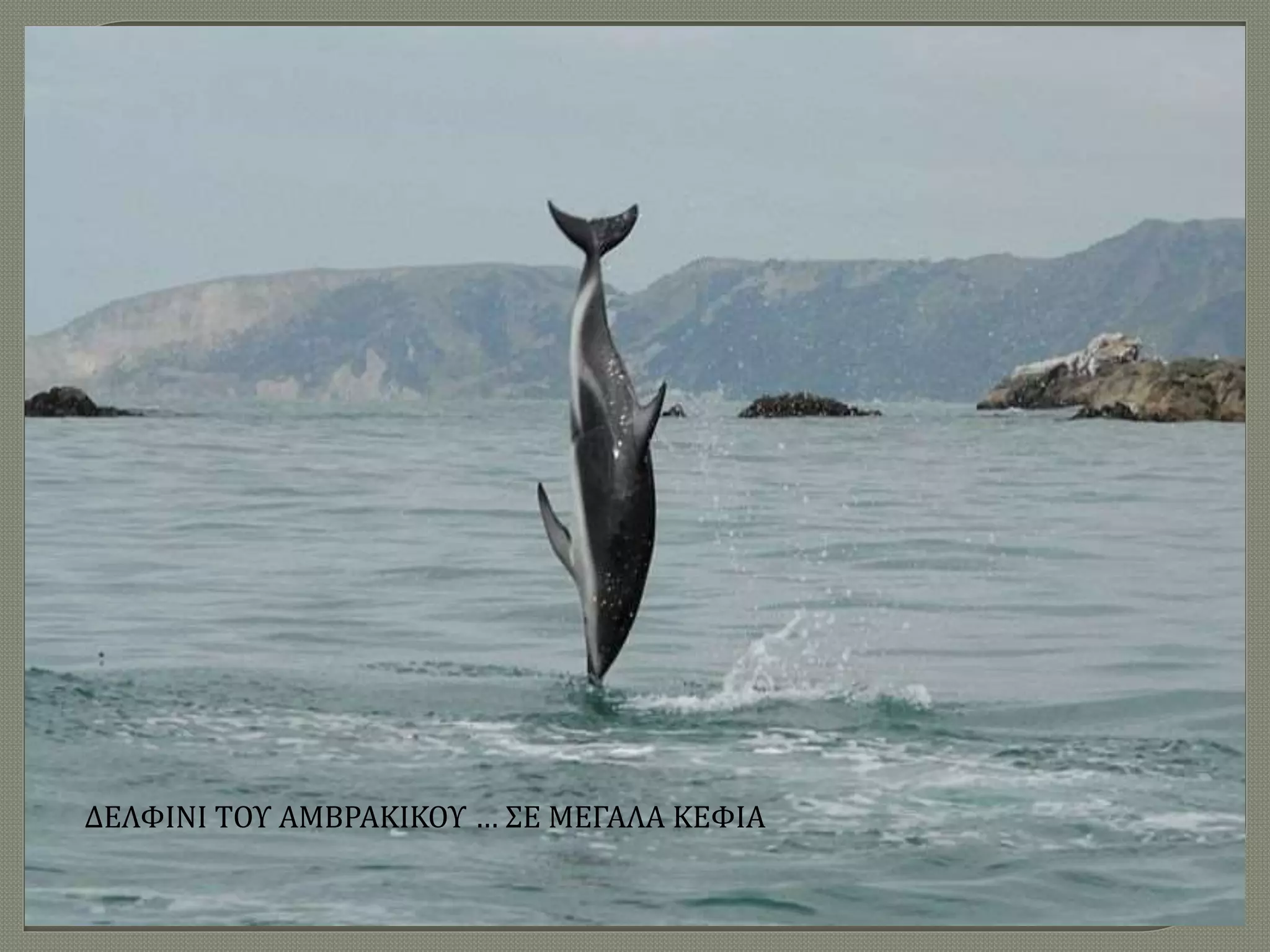ΔΕΛΦΙΝΙ ΤΟΥ ΑΜΒΡΑΚΙΚΟΥ … ΣΕ ΜΕΓΑΛΑ ΚΕΦΙΑ
 