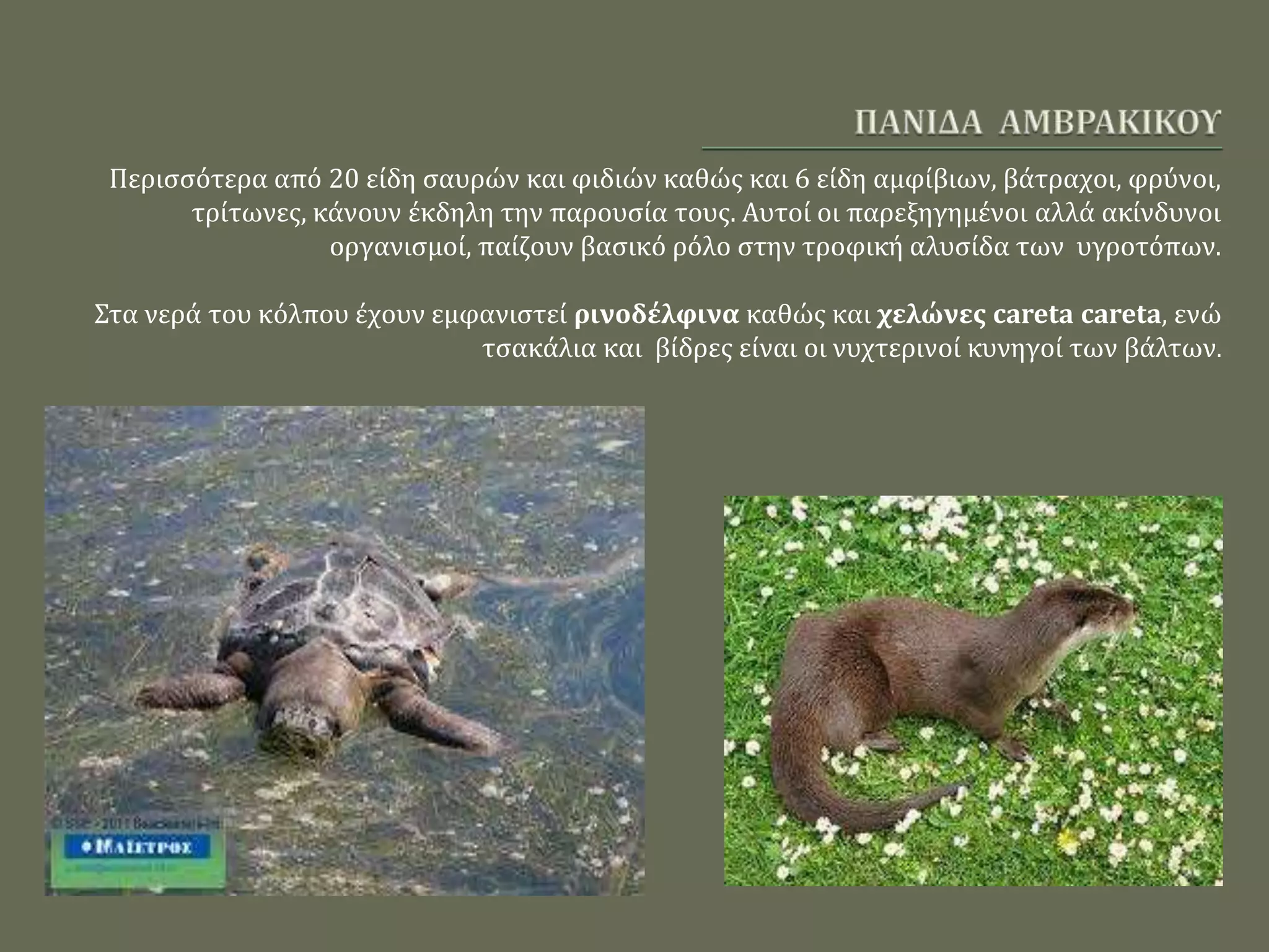 Περισσότερα από 20 είδη σαυρών και φιδιών καθώς και 6 είδη αμφίβιων, βάτραχοι, φρύνοι,
τρίτωνες, κάνουν έκδηλη την παρουσία τους. Αυτοί οι παρεξηγημένοι αλλά ακίνδυνοι
οργανισμοί, παίζουν βασικό ρόλο στην τροφική αλυσίδα των υγροτόπων.
Στα νερά του κόλπου έχουν εμφανιστεί ρινοδέλφινα καθώς και χελώνες careta careta, ενώ
τσακάλια και βίδρες είναι οι νυχτερινοί κυνηγοί των βάλτων.
 