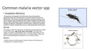 Common malaria vector spp
• Anopheles Albritarsis
Mosquitoes belonging to the Albritarsis Group (Anopheles:
Nyssorhynchus) are of importance as malaria vectors across the
Neotropics. The Group currently comprises six known species, and
recent studies have indicated further hidden biodiversity within the
Group. DNA barcoding has been proposed as a highly useful tool for
species recognition, although its discriminatory utility has not been
verified in closely related taxa across a wide geographic distribution.
Life cycle
Life stages is Like all mosquitoes, anophelines go through four stages
in their life cycles: egg, larva, pupa, and imago. The first three
stages are aquatic and together last 5–14 days, depending on the
species and the ambient temperature. The adult stage is when the
female Anophebehaviles mosquito acts as malaria vector.
Behavior
Attacks Humans and Domestic animals indoors and outdoors.it
resting place is usually outdoors.
 