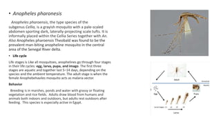 • Anopheles pharonesis
Anopheles pharoensis, the type species of the
subgenus Cellia, is a grayish mosquito with a pale-scaled
abdomen sporting dark, laterally-projecting scale tufts. It is
informally placed within the Cellia Series together with An.
Also Anopheles pharoensis Theobald was found to be the
prevalent man-biting anopheline mosquito in the central
area of the Senegal River delta.
• Life cycle
Life stages is Like all mosquitoes, anophelines go through four stages
in their life cycles: egg, larva, pupa, and imago. The first three
stages are aquatic and together last 5–14 days, depending on the
species and the ambient temperature. The adult stage is when the
female Anophebehaviles mosquito acts as malaria vector.
Behavior
Breeding is in marshes, ponds and water with grassy or floating
vegetation and rice fields. Adults draw blood from humans and
animals both indoors and outdoors, but adults rest outdoors after
feeding. This species is especially active in Egypt.
 