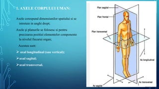 Lp - 1.pptx anatomie fiziopatologie umana | PPTX