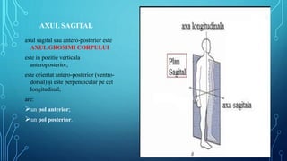 Lp - 1.pptx anatomie fiziopatologie umana | PPTX