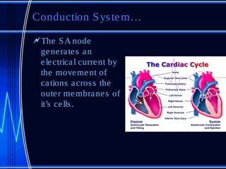 Conduction S ys te m…
The S A node
 ge ne ra te s a n
 e le ctrica l curre nt by
 the move me nt of
 ca tions a cros s the
 oute r me mbra ne s of
 it’s ce lls .
 