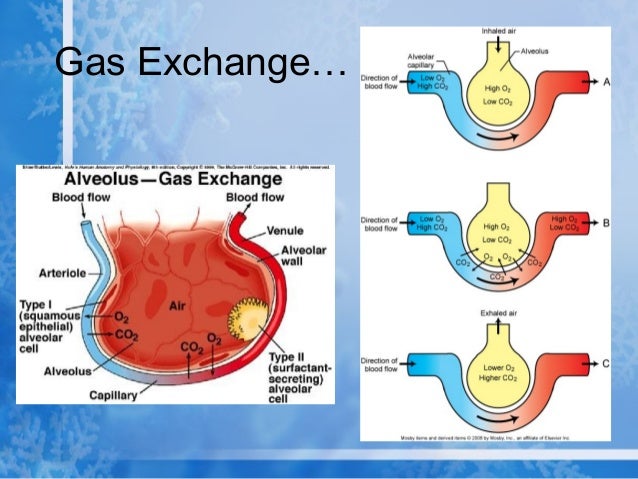 Lp 13 respiratory system 2008