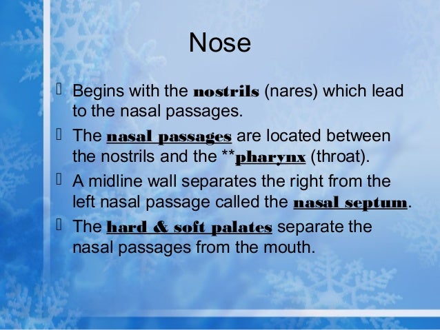 Lp 13 respiratory system 2008