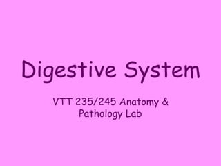 Digestive System
  VTT 235/245 Anatomy &
       Pathology Lab
 