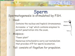 Sperm
 Spermatogenesis is stimulated by FSH.
      Head-
        Contains the nucleus and haploid chromosomes.
        Acrosome- a “cap” which contains enzymes to
         permit penetration into the ovum.
      Midpiece-
        “Power plant”
        Numerous mitochondria carry-out metabolism
         that provides ATP for sperm locomotion.
      Tail- consists of flagellum for propulsion.
 