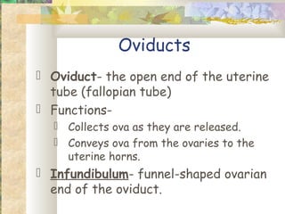 Oviducts
 Oviduct- the open end of the uterine
  tube (fallopian tube)
 Functions-
   Collects ova as they are released.
   Conveys ova from the ovaries to the
    uterine horns.
 Infundibulum- funnel-shaped ovarian
  end of the oviduct.
 