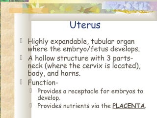 Uterus
 Highly expandable, tubular organ
  where the embryo/fetus develops.
 A hollow structure with 3 parts-
  neck (where the cervix is located),
  body, and horns.
 Function-
    Provides a receptacle for embryos to
     develop.
    Provides nutrients via the PLACENTA.
 