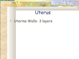 Uterus
 Uterine Walls- 3 layers
 