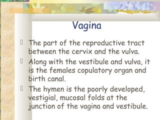 Vagina
 The part of the reproductive tract
  between the cervix and the vulva.
 Along with the vestibule and vulva, it
  is the females copulatory organ and
  birth canal.
 The hymen is the poorly developed,
  vestigial, mucosal folds at the
  junction of the vagina and vestibule.
 