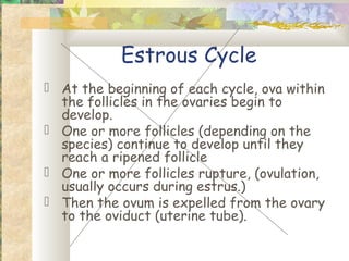 Estrous Cycle
 At the beginning of each cycle, ova within
  the follicles in the ovaries begin to
  develop.
 One or more follicles (depending on the
  species) continue to develop until they
  reach a ripened follicle
 One or more follicles rupture, (ovulation,
  usually occurs during estrus.)
 Then the ovum is expelled from the ovary
  to the oviduct (uterine tube).
 