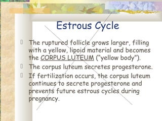 Estrous Cycle
 The ruptured follicle grows larger, filling
  with a yellow, lipoid material and becomes
  the CORPUS LUTEUM (“yellow body”).
 The corpus luteum secretes progesterone.
 If fertilization occurs, the corpus luteum
  continues to secrete progesterone and
  prevents future estrous cycles during
  pregnancy.
 