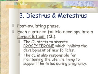 3. Diestrus & Metestrus
 Post-ovulating phase.
 Each ruptured follicle develops into a
  corpus luteum (CL).
    The CL starts to secrete
     PROGESTERONE which inhibits the
     development of new follicles.
    The CL is also responsible for
     maintaining the uterine lining to
     support the fetus during pregnancy.
 