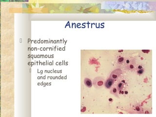 Anestrus
 Predominantly
  non-cornified
  squamous
  epithelial cells
      Lg nucleus
       and rounded
       edges
 