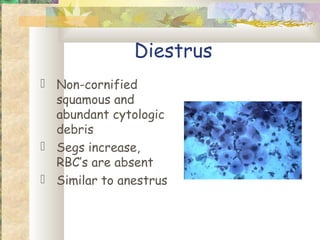 Diestrus
 Non-cornified
  squamous and
  abundant cytologic
  debris
 Segs increase,
  RBC’s are absent
 Similar to anestrus
 