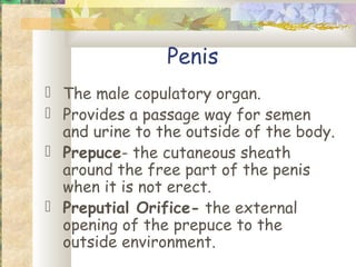 Penis
 The male copulatory organ.
 Provides a passage way for semen
  and urine to the outside of the body.
 Prepuce- the cutaneous sheath
  around the free part of the penis
  when it is not erect.
 Preputial Orifice- the external
  opening of the prepuce to the
  outside environment.
 