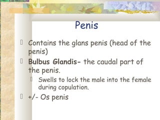 Penis
 Contains the glans penis (head of the
  penis)
 Bulbus Glandis- the caudal part of
  the penis.
   Swells to lock the male into the female
    during copulation.
 +/- Os penis
 