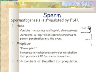 Seminal Fluid
 Produced by accessory sex organs.
 The medium for survival of the
  sperm.
 Prostatic secretion- alkalin...