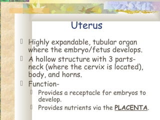 Other Structures…
 Vulva- the external orifice that
  terminates the genital tract.
 Labia- the Ⓡ and Ⓛ lips of the vulv...
