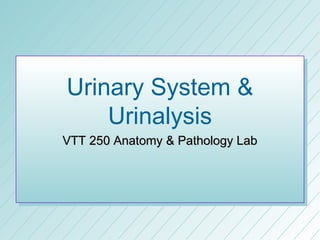 Urinary System &
    Urinalysis
VTT 250 Anatomy & Pathology Lab
 