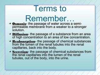 Terms to
        Remember…
Osmosis- the passage of water across a semi-
permeable membrane from a weaker to a stronger
solution.
Diffusion- the passage of a substance from an area
of high concentration to an area of low concentration.
Reabsorption- the passage of chemical substances
from the lumen of the renal tubules into the renal
capillaries, back into the body.
Secretion- the passage of chemical substances from
the renal capillaries into the lumen of the renal
tubules, out of the body, into the urine.
 
