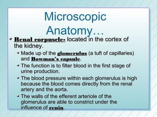 Microscopic
            Anatomy…
Renal corpuscle- located in the cortex of
the kidney.
  Made up of the glomerulus (a tuft of capillaries)
  and Bowman’s capsule.
  The function is to filter blood in the first stage of
  urine production.
  The blood pressure within each glomerulus is high
  because the blood comes directly from the renal
  artery and the aorta.
  The walls of the efferent arteriole of the
  glomerulus are able to constrict under the
  influence of renin.
 