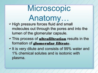 Microscopic
         Anatomy…
High pressure forces fluid and small
molecules out through the pores and into the
lumen of the glomerular capsule.
This process of ultrafiltration results in the
formation of glomerular filtrate.
It is very dilute and consists of 99% water and
1% chemical solutes and is isotonic with
plasma.
 
