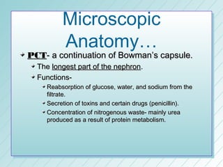 Microscopic
         Anatomy…
PCT- a continuation of Bowman’s capsule.
  The longest part of the nephron.
  Functions-
    Reabsorption of glucose, water, and sodium from the
    filtrate.
    Secretion of toxins and certain drugs (penicillin).
    Concentration of nitrogenous waste- mainly urea
    produced as a result of protein metabolism.
 