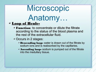 Microscopic
         Anatomy…
Loop of Henle-
  Function: to concentrate or dilute the filtrate
  according to the status of the blood plasma and
  the rest of the extracellular fluid.
  Occurs in 2 stages:
    Descending loop- water is drawn out of the filtrate by
    sodium ions and is reabsorbed by the capillaries.
    Ascending loop- sodium is pumped out of the filtrate
    into the medullary tissue.
 