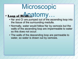 Microscopic
         Anatomy…
Loop of Henle…
 Na+ and Cl- are pumped out of the ascending loop into
 the tissue of the surrounding medulla.
 Normally, water would follow Na+ by osmosis but the
 walls of the ascending loop are impermeable to water
 so this does not occur.
 The walls of the descending loop are permeable to
 water, so water is drawn out by osmosis.
 