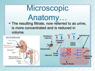 Microscopic
         Anatomy…
The resulting filtrate, now referred to as urine,
is more concentrated and is reduced in
volume.
 