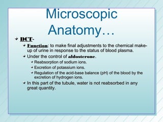 Microscopic
DCT-
          Anatomy…
 Function: to make final adjustments to the chemical make-
 up of urine in response to the status of blood plasma.
 Under the control of aldosterone.
    Reabsorption of sodium ions.
    Excretion of potassium ions.
    Regulation of the acid-base balance (pH) of the blood by the
    excretion of hydrogen ions.
 In this part of the tubule, water is not reabsorbed in any
 great quantity.
 