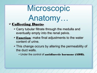 Microscopic
         Anatomy…
Collecting Ducts-
  Carry tubular filtrate through the medulla and
  eventually empty into the renal pelvis.
  Function: make final adjustments to the water
  content of urine.
  This change occurs by altering the permeability of
  the duct walls.
    Under the control of antidiuretic hormone (ADH).
 